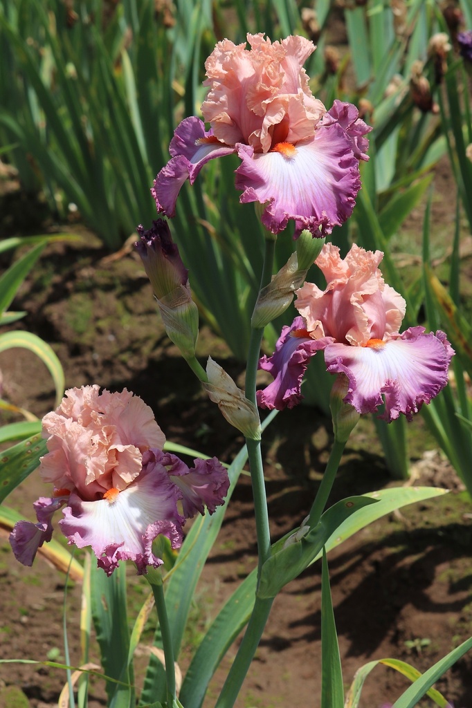 Hung Up On You | Mid-America Garden